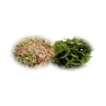 TOFILLO WELLNESS – Kräutertee Pfefferminze & Cistus Incanus Tofillo