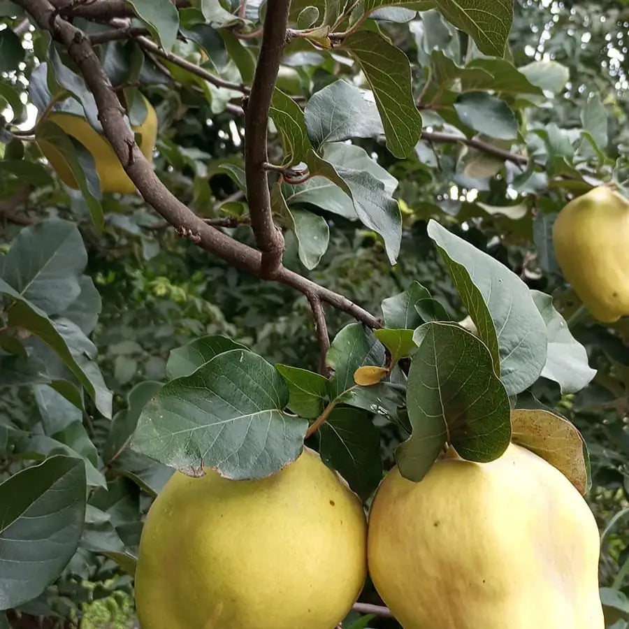 YIAM Griechische traditionelle handgemachte Löffelquitten mit Mandeln YIAM