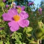 TOFILLO WELLNESS – Kräutertee Pfefferminze & Cistus Incanus Tofillo