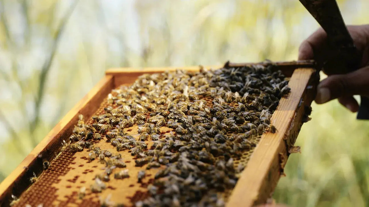 Honigwaben auf Holzrahmen mit vielen Bienen, Hand hebt den Rahmen im Freien