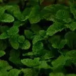 TOFILLO WELLNESS – Kräutertee Pfefferminze & Cistus Incanus Tofillo