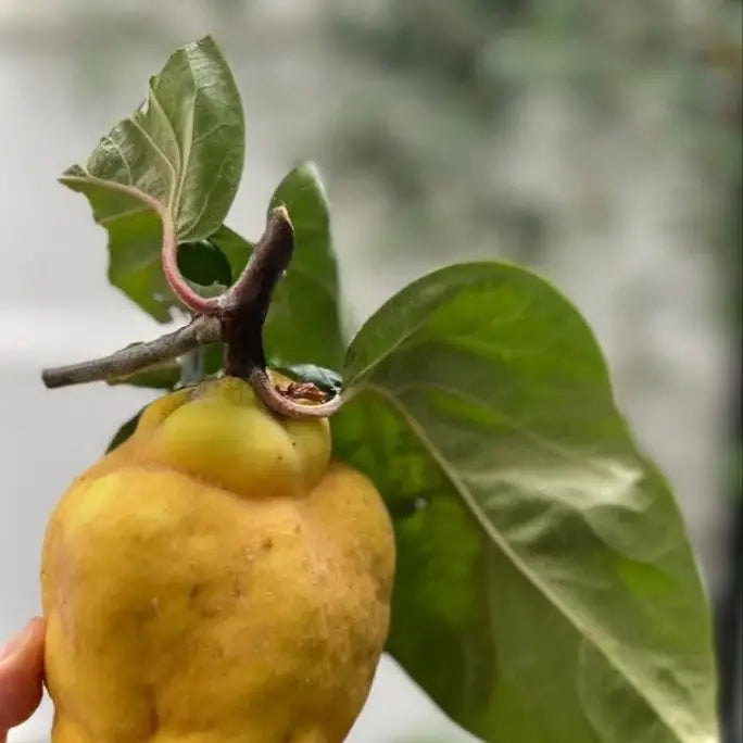YIAM Griechische traditionelle handgemachte Löffelquitten mit Mandeln YIAM