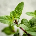 TOFILLO Oregano aus Kreta Tofillo